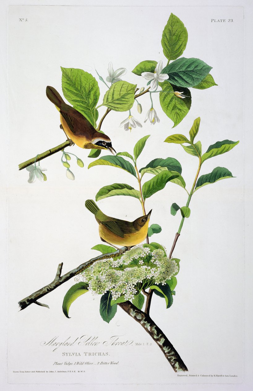 Maryland Yellow Throat, from Birds of America, engraved by Robert Havell by John James after Audubon