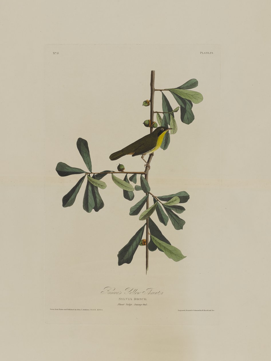 Roscoes Yellow Throat, from Birds of America, engraved by Robert Havell by John James after Audubon