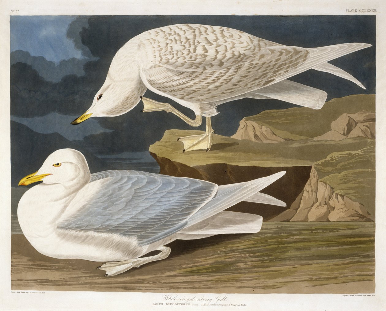 White-Winged Silvery Gull, engraved by Robert Havell, Jr., 1835 by John James after Audubon