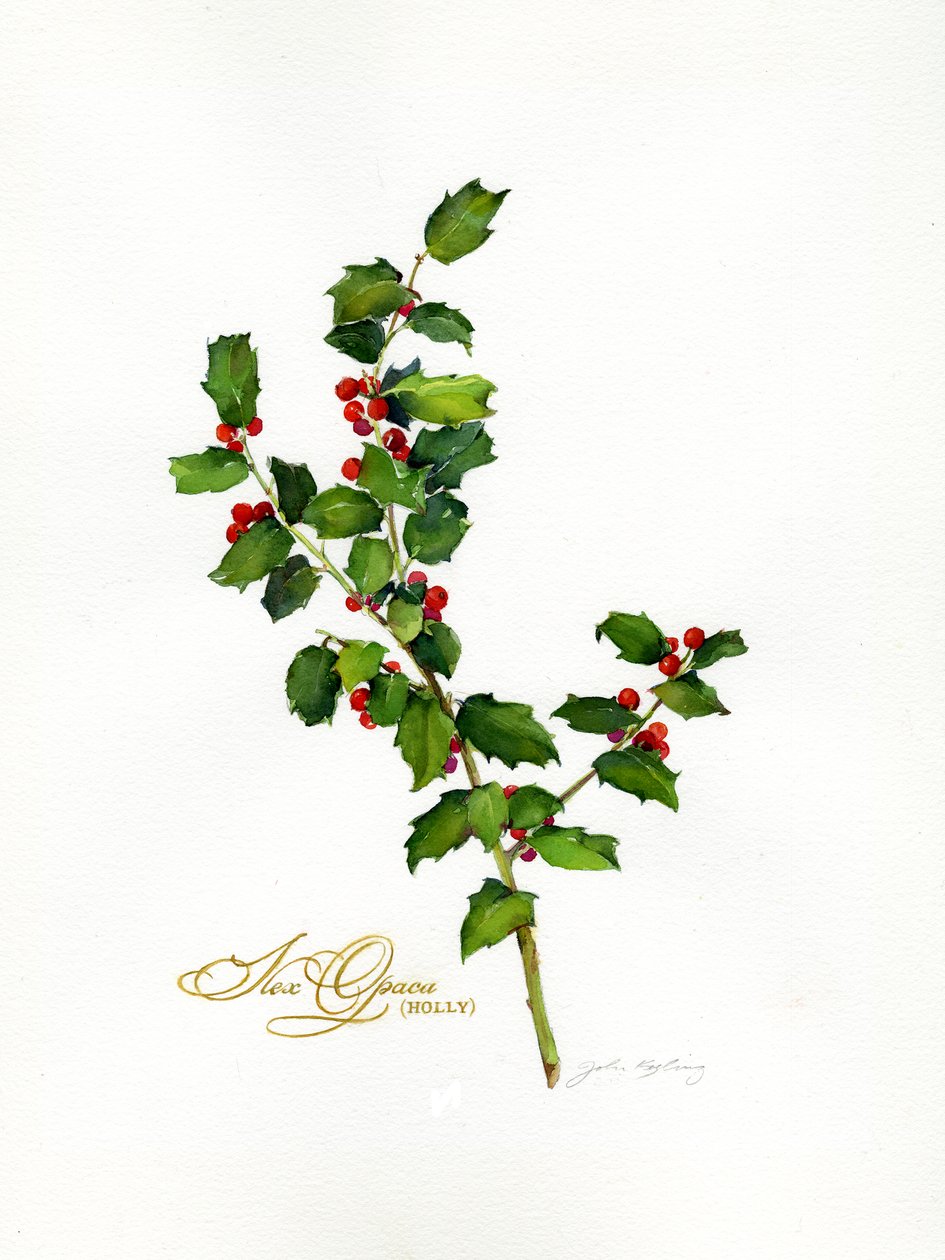 Holly botanical, 2013 by John Keeling
