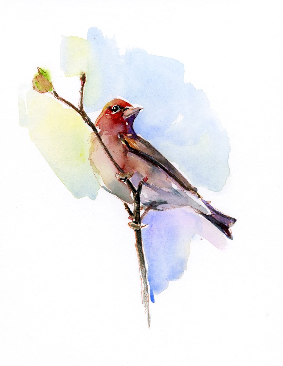 Purple finch by John Keeling