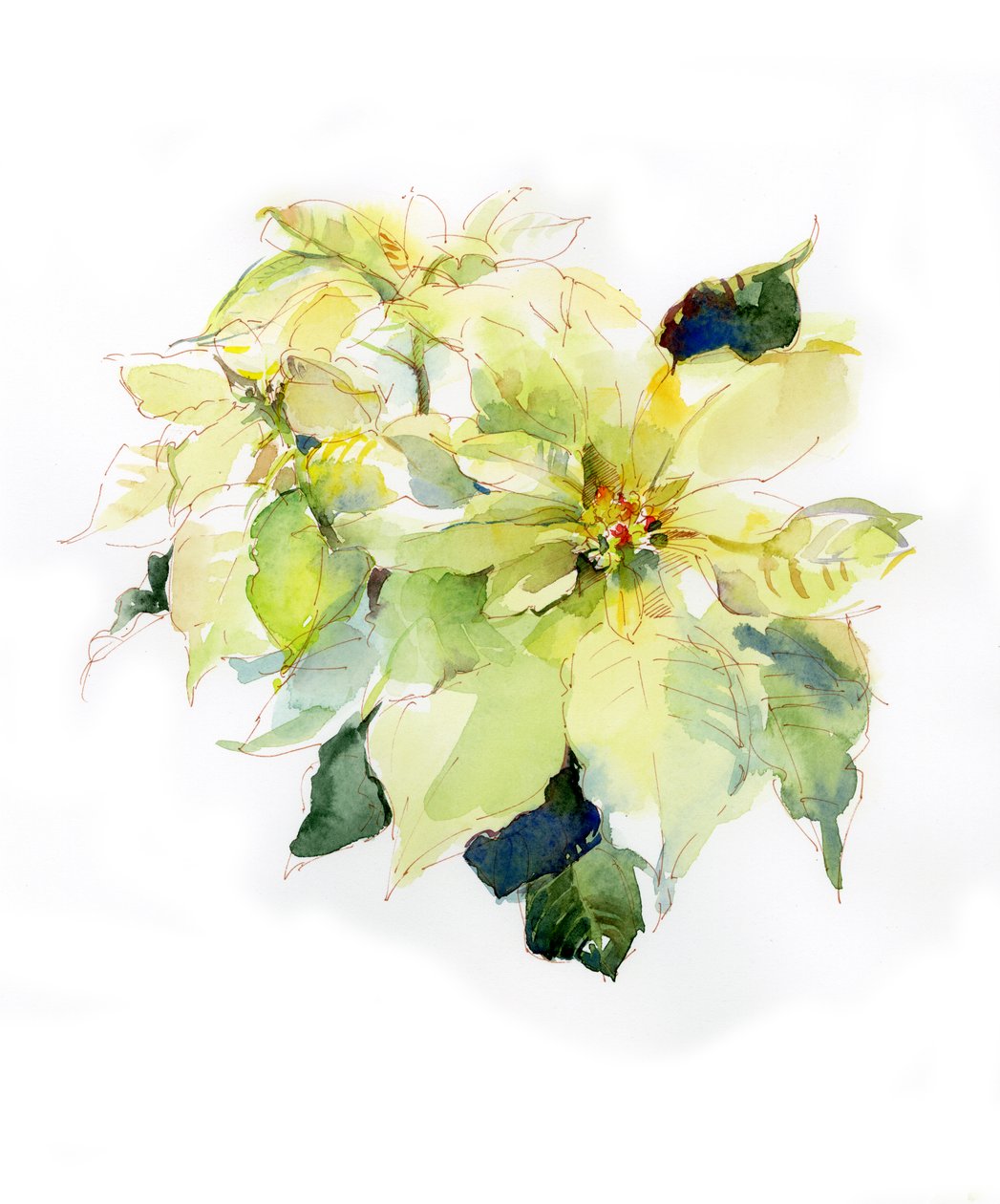 White Poinsettia by John Keeling