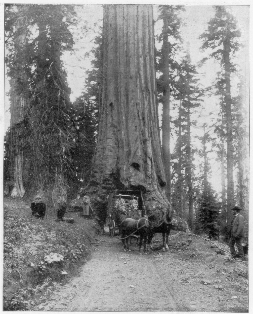 Road Going through a Giant Sequoia, Mariposa Grove, Wawona, California by John L. Stoddard