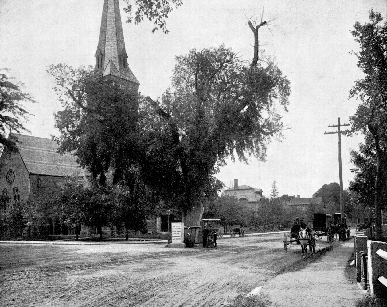 Washington Elm and Memorial Stone, Cambridge, Massachusetts, USA by John L. Stoddard