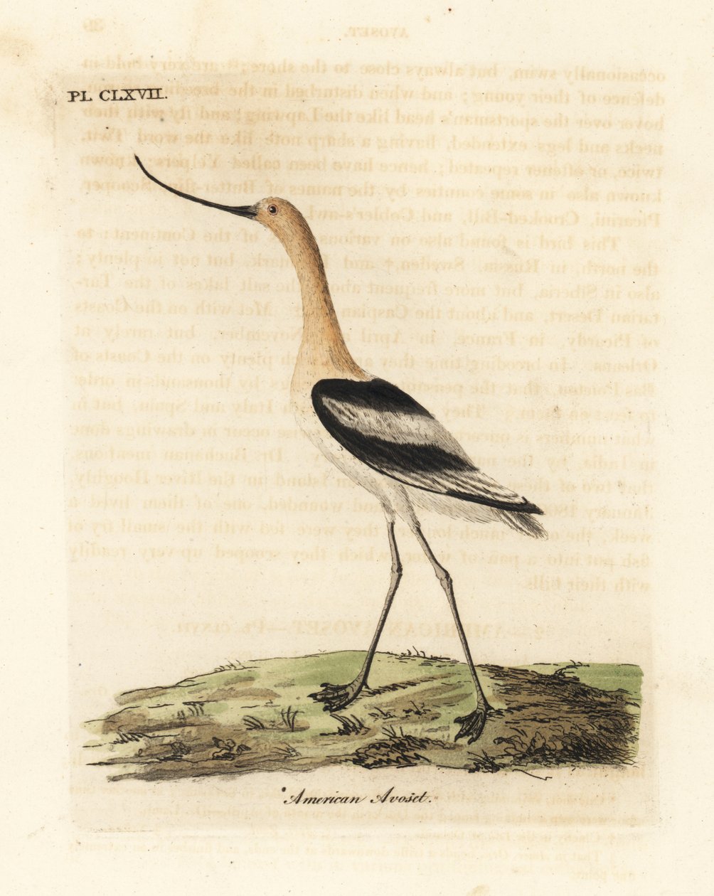 American avocet, Recurvirostra americana. Handcoloured copperplate drawn and engraved by John Latham from his own A General History of Birds, Winchester by John Latham