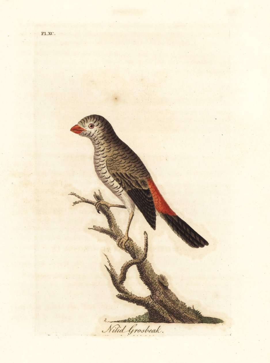 Beautiful firetail, Stagonopleura bella (Nitid grosbeak, Loxia nitida). Handcoloured copperplate drawn and engraved by John Latham from his own A General History of Birds, Winchester by John Latham