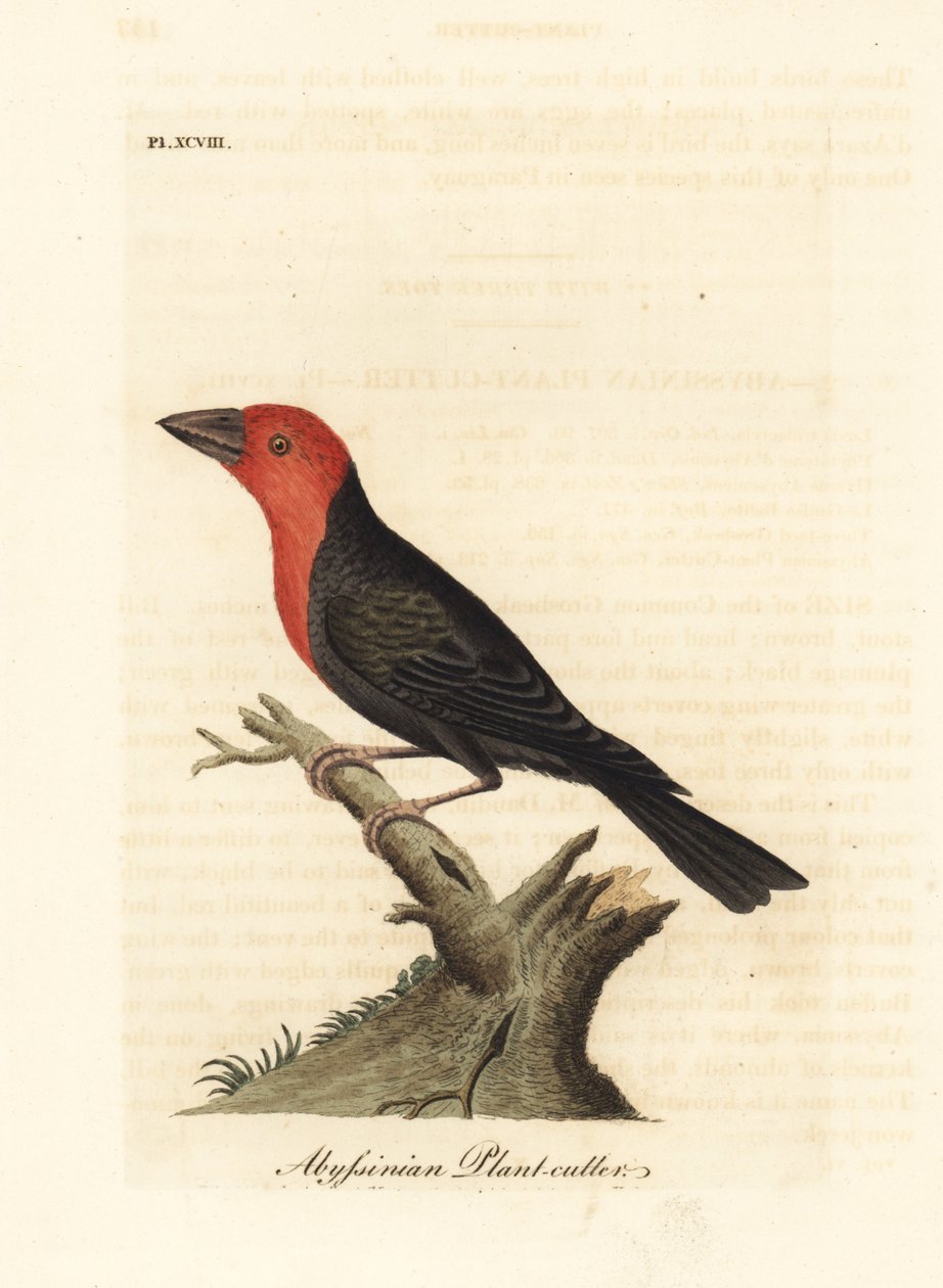 Black-billed Barbet, Lybius guifsobalito (Abyssinian Plant-cutter, Loxia tridactyla). Handcoloured copperplate drawn and engraved by John Latham from his own A General History of Birds, Winchester by John Latham