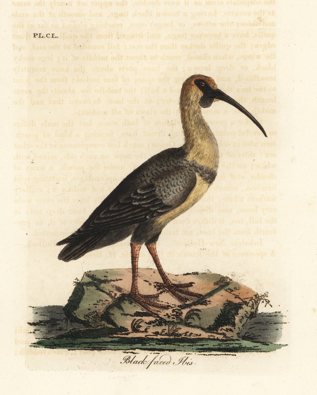 Black-faced ibis, Theristicus melanopis. Handcoloured copperplate drawn and engraved by John Latham from his own A General History of Birds, Winchester by John Latham