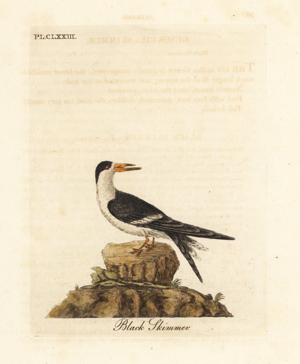 Black skimmer, Rynchops niger (Rhynchops nigra). Handcoloured copperplate drawn and engraved by John Latham from his own A General History of Birds, Winchester by John Latham