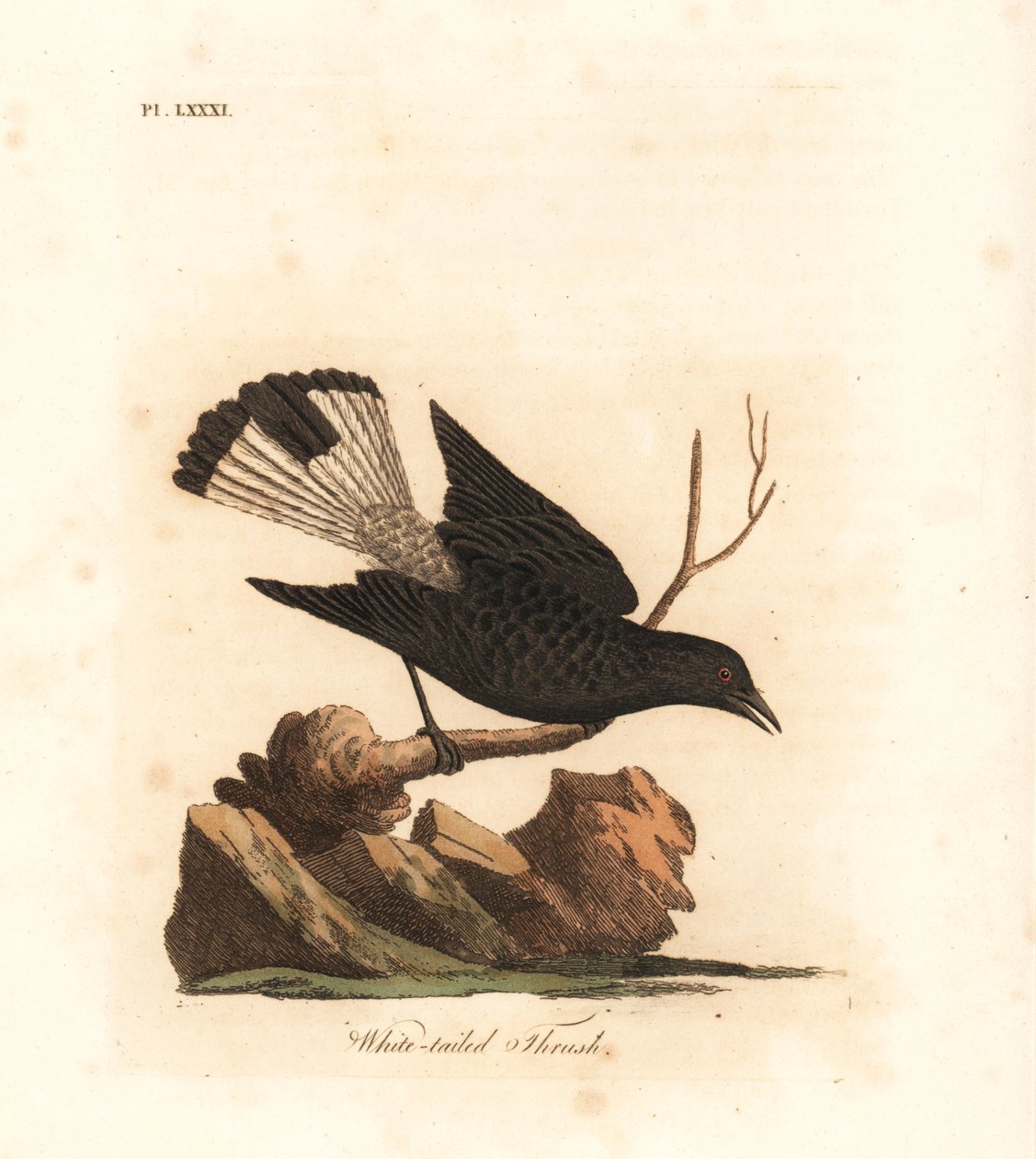 Black wheatear, Oenanthe leucura (White tailed thrush, Turdus leucurus). Handcoloured copperplate drawn and engraved by John Latham from his own A General History of Birds, Winchester by John Latham