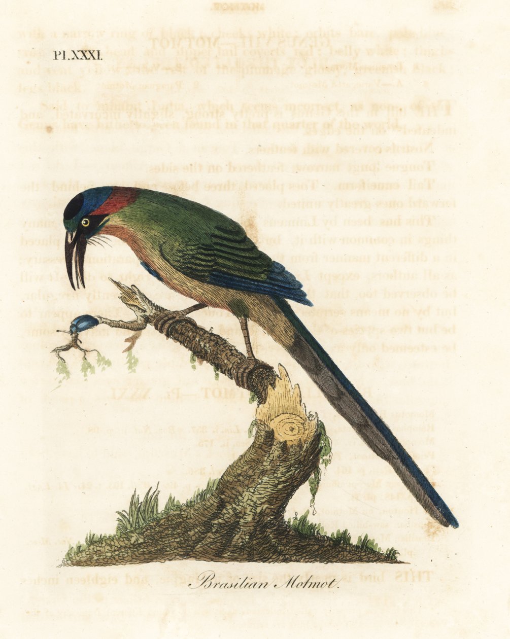 Blue-crowned motmot, Momotus momota (Brasilian motmot, Momotus brasiliensis) by John Latham