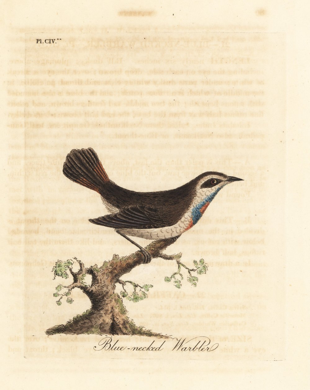 Bluethroat. Handcoloured Copperplate by John Latham from A General History of Birds, Winchester by John Latham