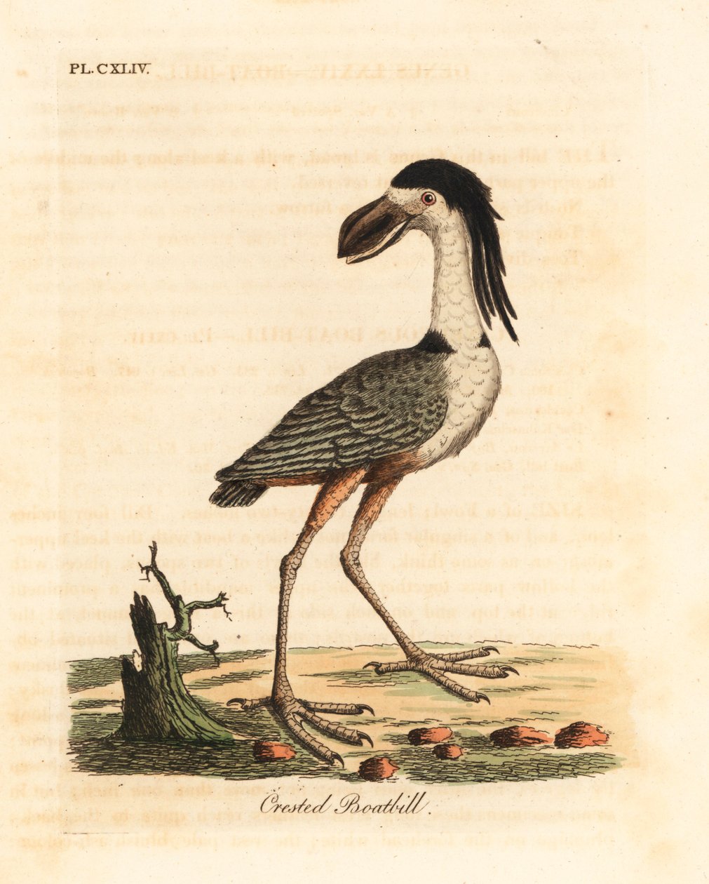 Boat-billed heron, Cochlearius cochlearius. Handcoloured copperplate drawn and engraved by John Latham from his own A General History of Birds, Winchester by John Latham