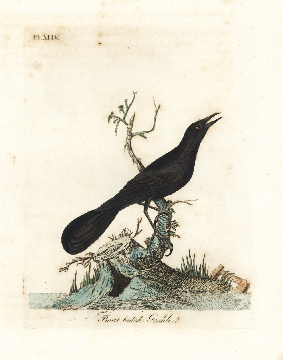 Boat-tailed Grackle, Quiscalus major (Boat-tailed Grakle, Gracula barita). Handcoloured copperplate drawn and engraved by John Latham from his own A General History of Birds, Winchester by John Latham
