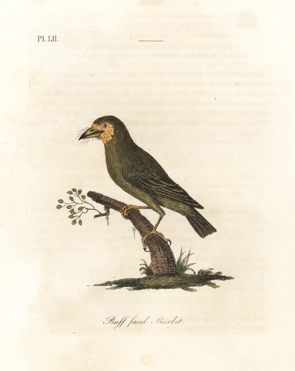 Brown-headed Barbet, Megalaima zeylanica? (Buff-faced Barbet, Bucco lathami). From a Specimen Labeled Megalaima lathami in the British Museum. Handcoloured Copperplate Drawn and Engraved by John Latham from His Own A General History of Birds, Winchester by John Latham