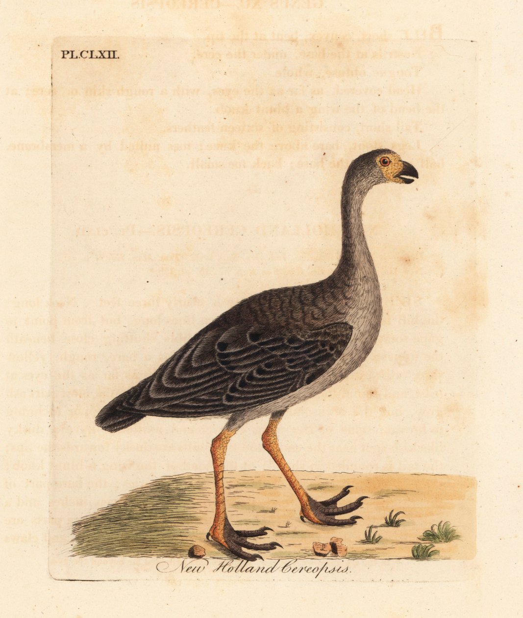 Cape Barren Goose. Handcoloured Copperplate by John Latham from A General History of Birds, Winchester by John Latham