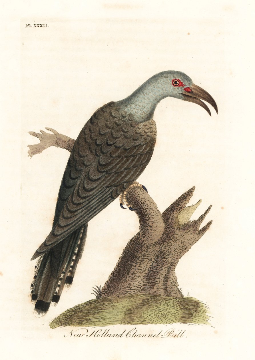 Channel-billed cuckoo, Scythrops novaehollandiae (Australasian channel-bill, Psittaceous hornbill). Handcoloured copperplate drawn and engraved by John Latham from his own A General History of Birds, Winchester by John Latham