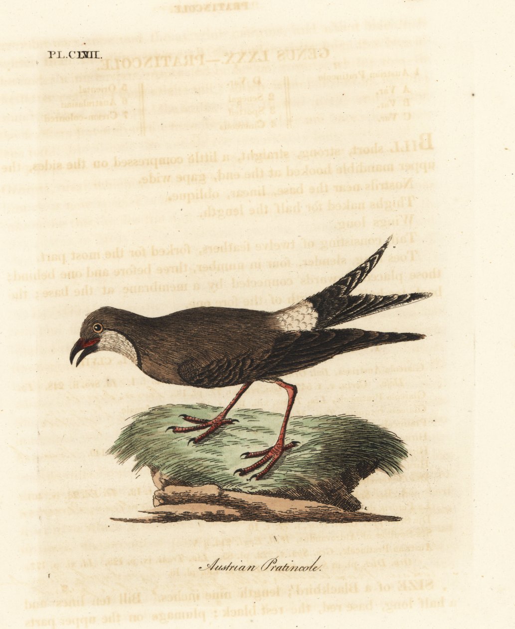 Collared Pratincole. Handcoloured Copperplate by John Latham from A General History of Birds, Winchester by John Latham