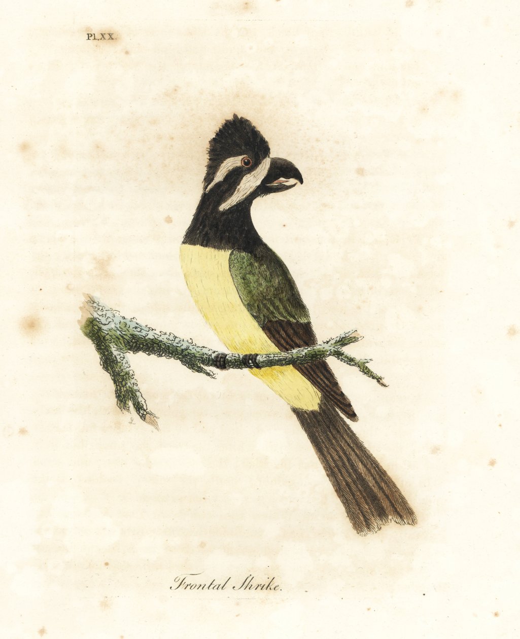 Crested Shrikepetit. Handcoloured Copperplate by John Latham from A General History of Birds, Winchester by John Latham