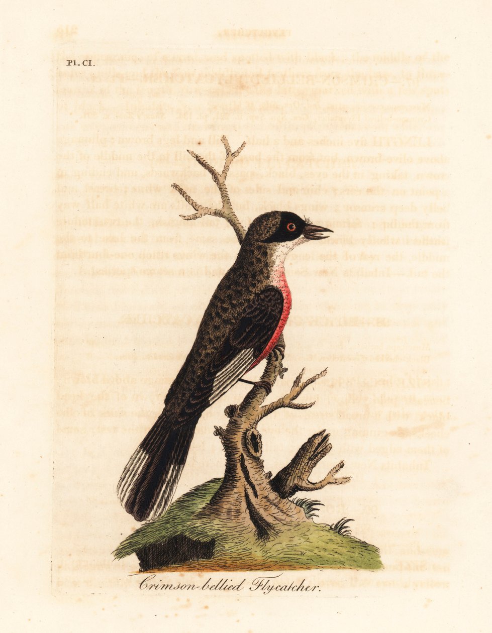 Crimson-bellied Flycatcher, Muscicapa coccinigastra. Unknown Species of Bird Copied from an Illustration by the Port Jackson Painter. Handcoloured Copperplate Drawn and Engraved by John Latham from His Own A General History of Birds, Winchester by John Latham
