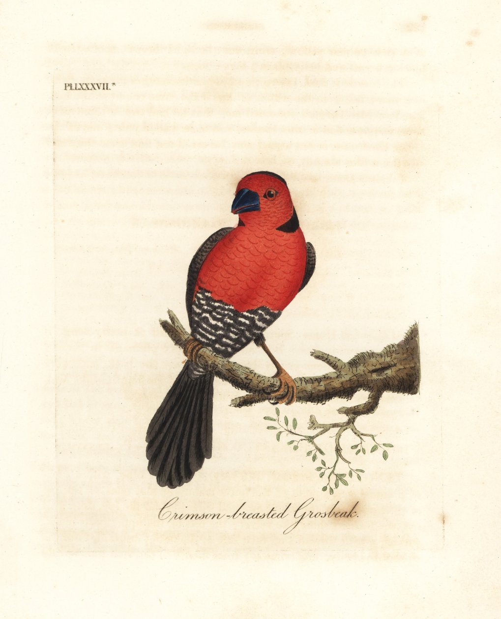 Crimson-breasted Grosbeak by John Latham