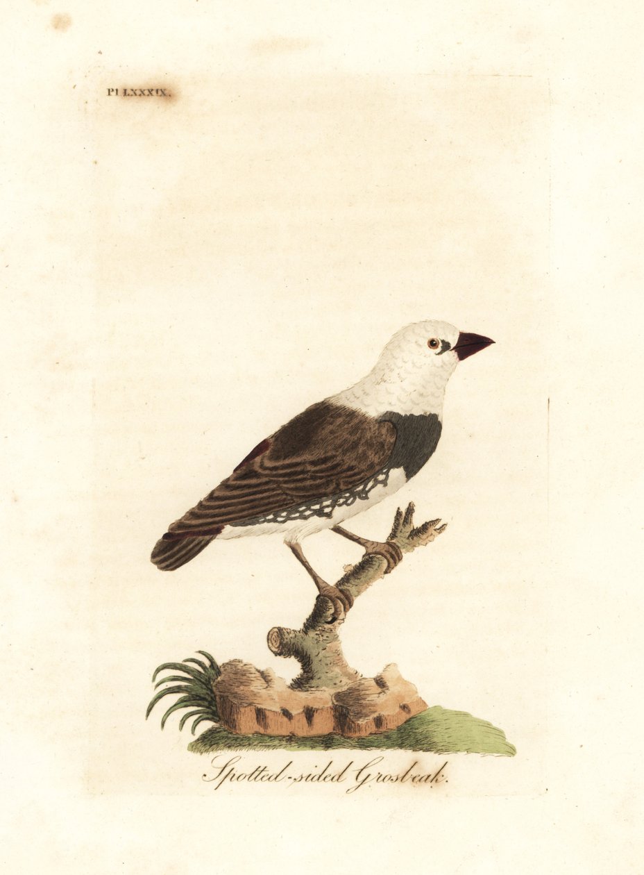 Diamond firetail, Stagonopleura guttata (Spotted-sided grosbeak, Fringilla leucocephala). Handcoloured copperplate drawn and engraved by John Latham from his own A General History of Birds, Winchester by John Latham