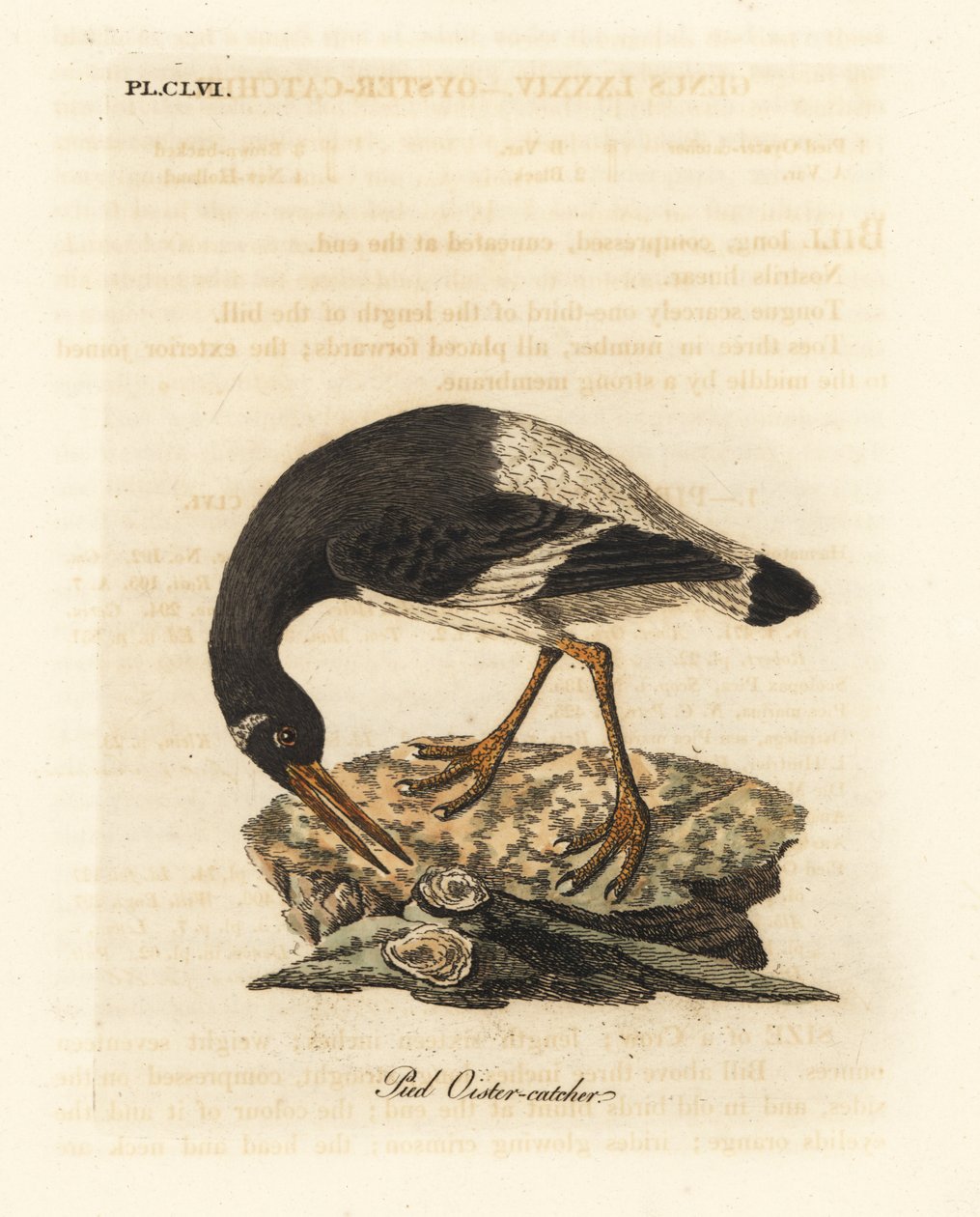 Eurasian or foot oystercatcher, Haematopus ostralegus. Handcoloured copperplate drawn and engraved by John Latham from his own A General History of Birds, Winchester by John Latham