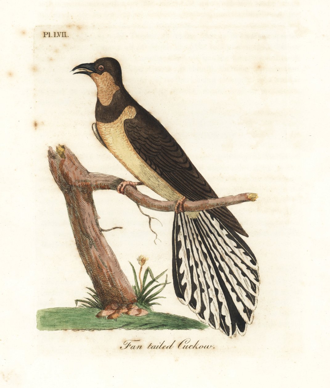 Fan-tailed cuckoo, Cacomantis flabelliformis (Fan-tailed cuckow, Cuculus flabelliformis) by John Latham