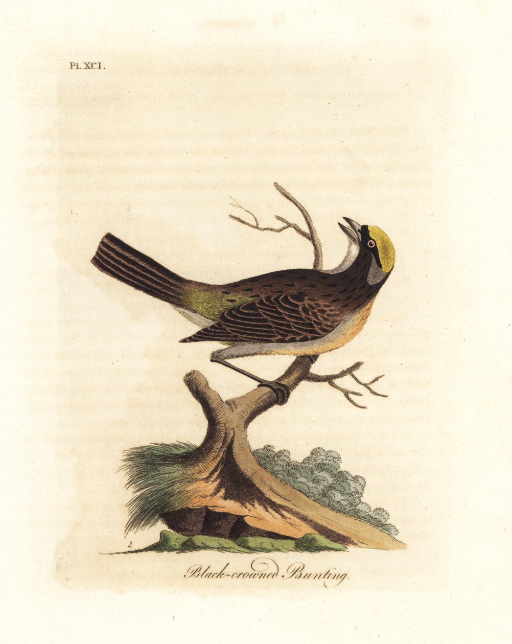 Golden-crowned Sparrow, Zonotrichia Atricapilla (Black-crowned Bunting, Emberiza Atricapilla) by John Latham