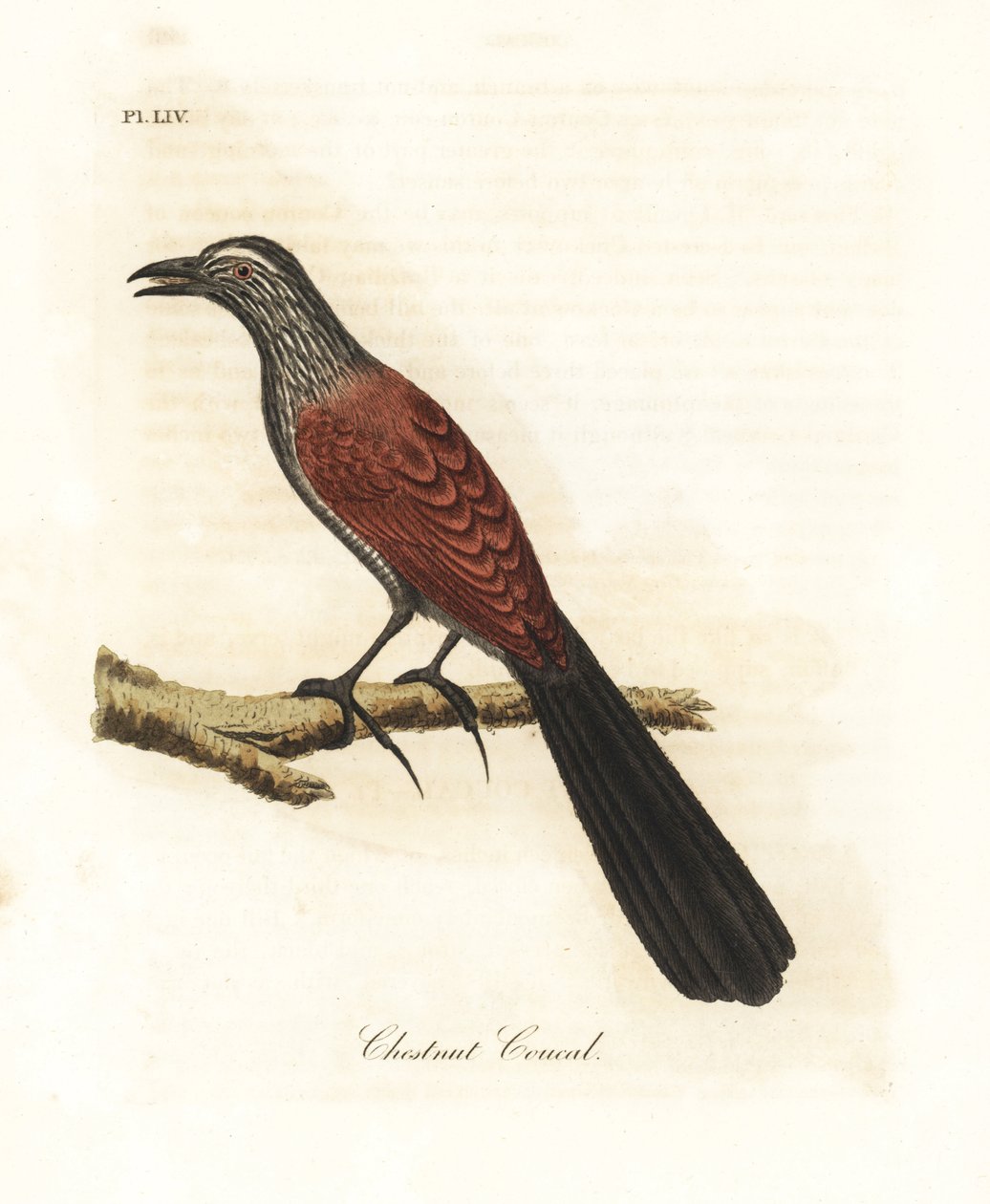 Greater Coucal or Crow Pheasant, Centropus sinensis (Chestnut Coucal). Handcoloured Copperplate Drawn and Engraved by John Latham from His Own A General History of Birds, Winchester by John Latham