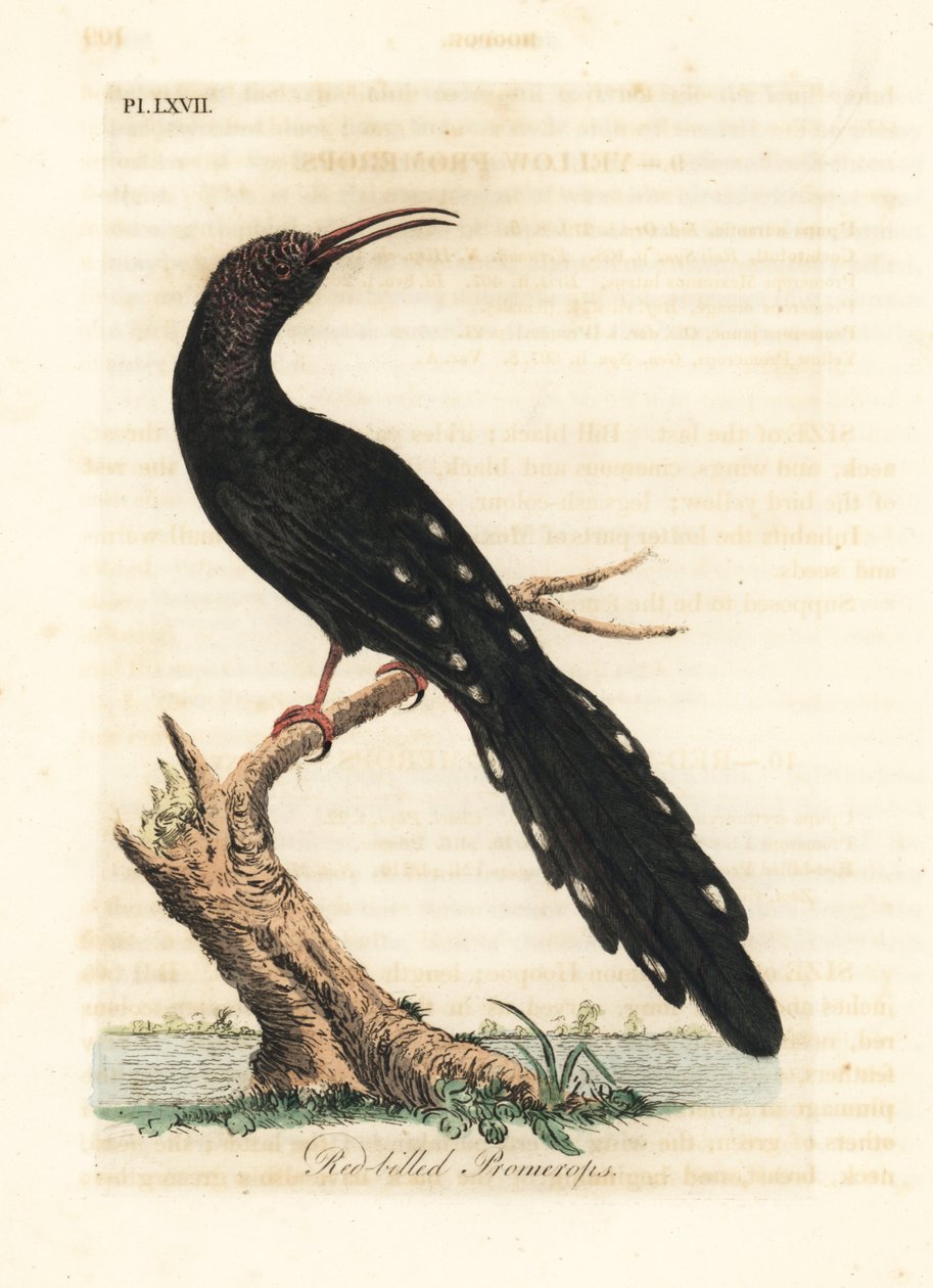 Green Wood Hoopoe, Phoeniculus purpureus (Red-billed Promerops, Upupa erythrorynchos). Handcoloured copperplate drawn and engraved by John Latham from his own A General History of Birds, Winchester by John Latham