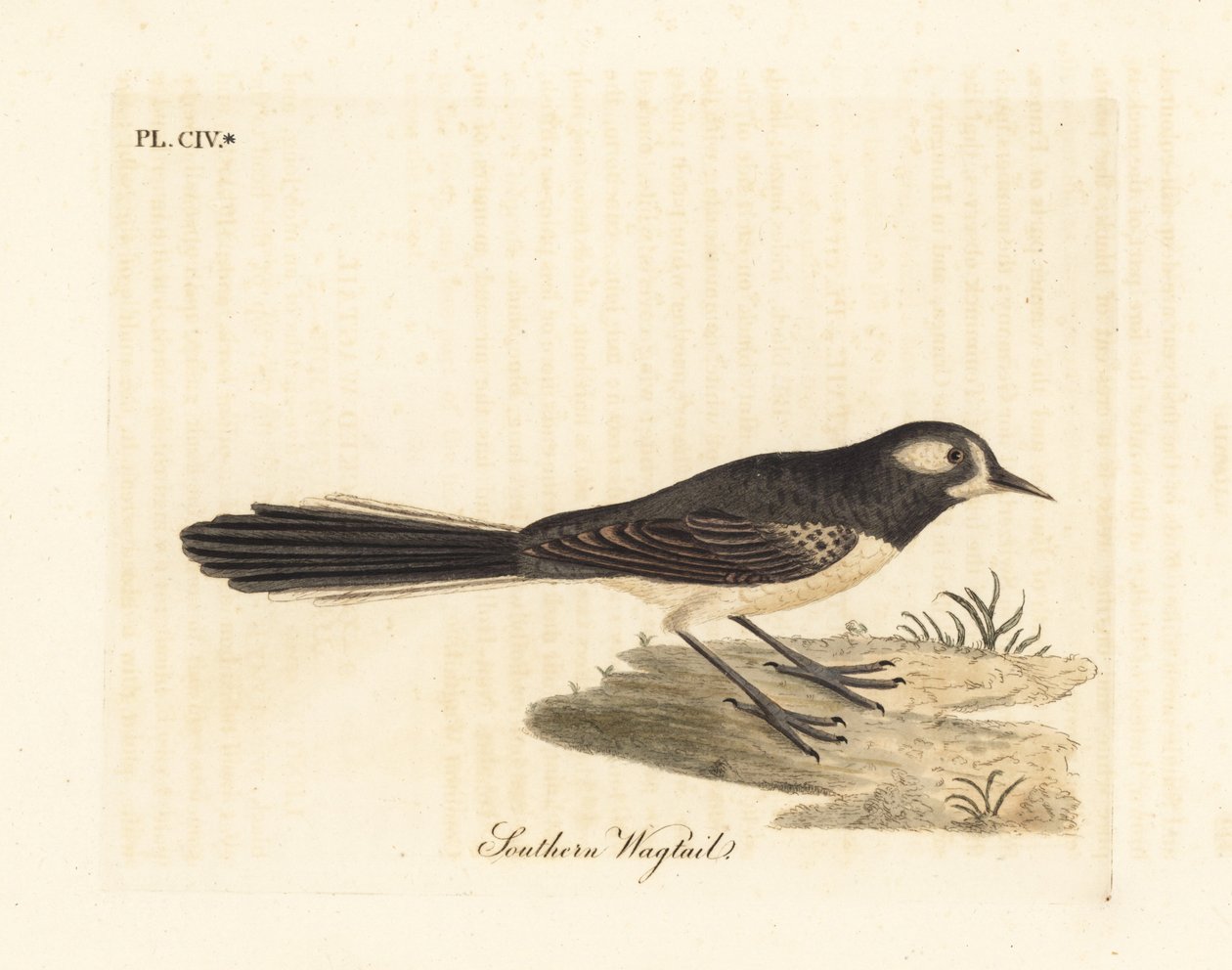 Grey Fantail, Rhipidura albiscapa (Southern Wagtail, based on a painting by the Port Jackson Painter). Handcoloured copperplate drawn and engraved by John Latham from his own A General History of Birds, Winchester by John Latham