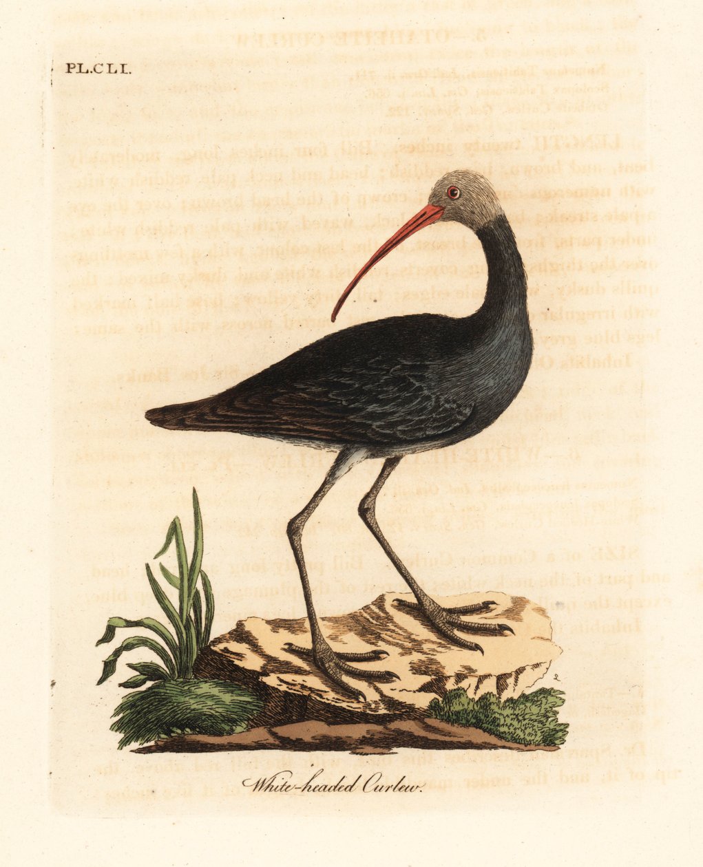Hadada Ibis, Bostrychia hagedash. Handcoloured Copperplate Drawn and Engraved by John Latham from His Own A General History of Birds, Winchester by John Latham
