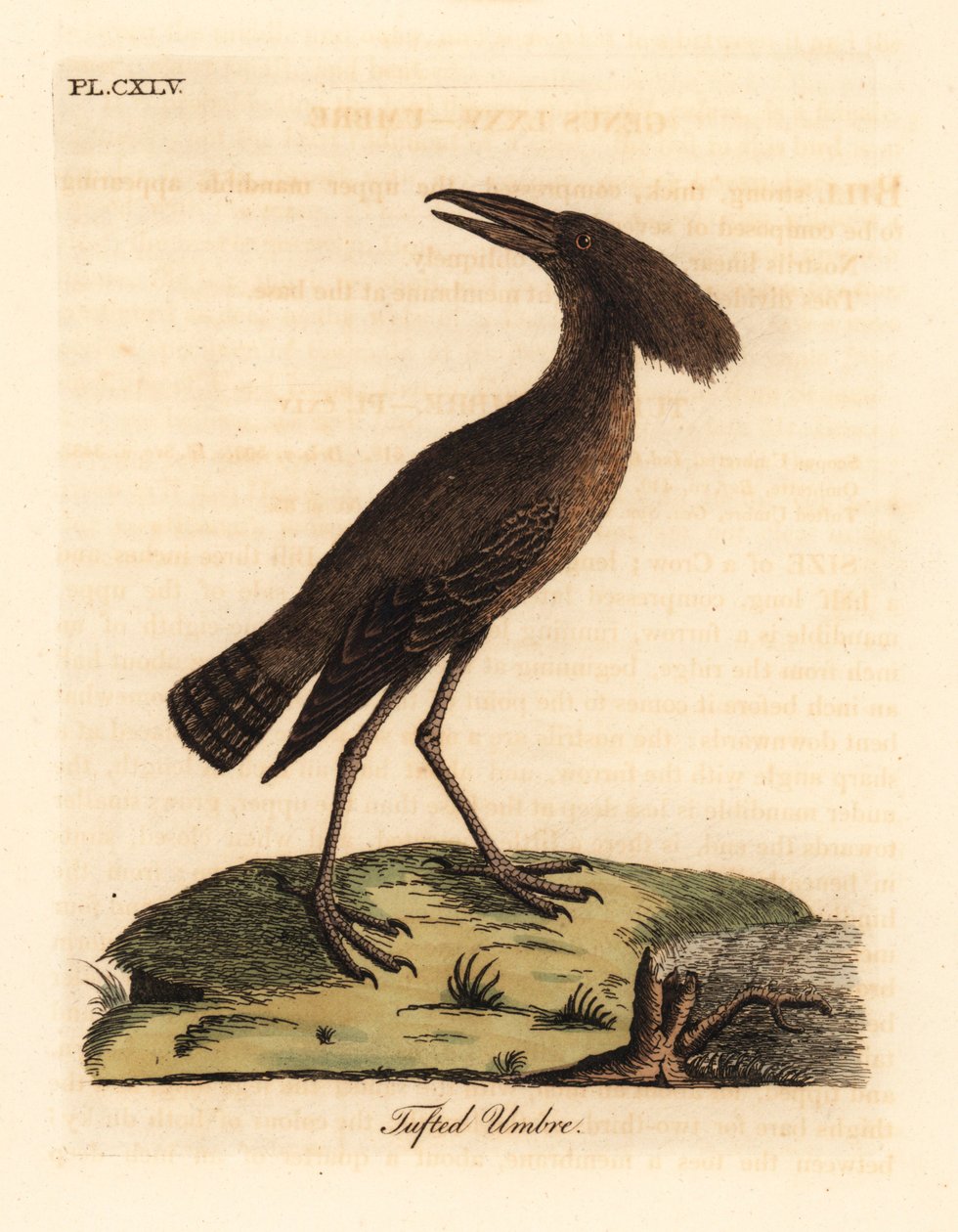 Hamerkop, Scopus umbretta. Handcoloured Copperplate Drawn and Engraved by John Latham from His Own A General History of Birds, Winchester by John Latham