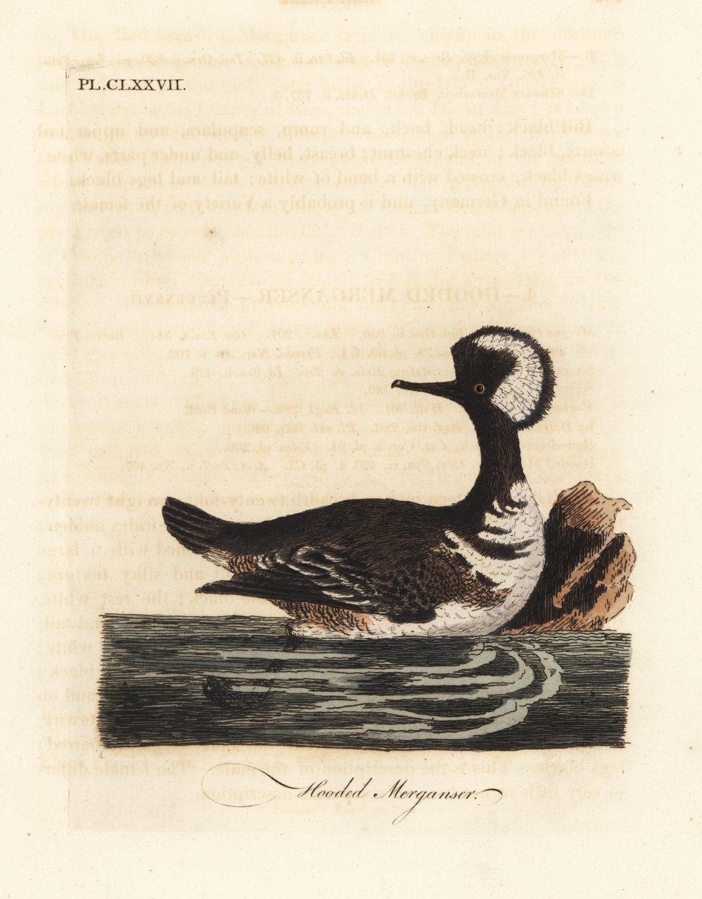 Hooded merganser, Lophodytes cucullatus. Handcoloured copperplate drawn and engraved by John Latham from his own A General History of Birds, Winchester by John Latham