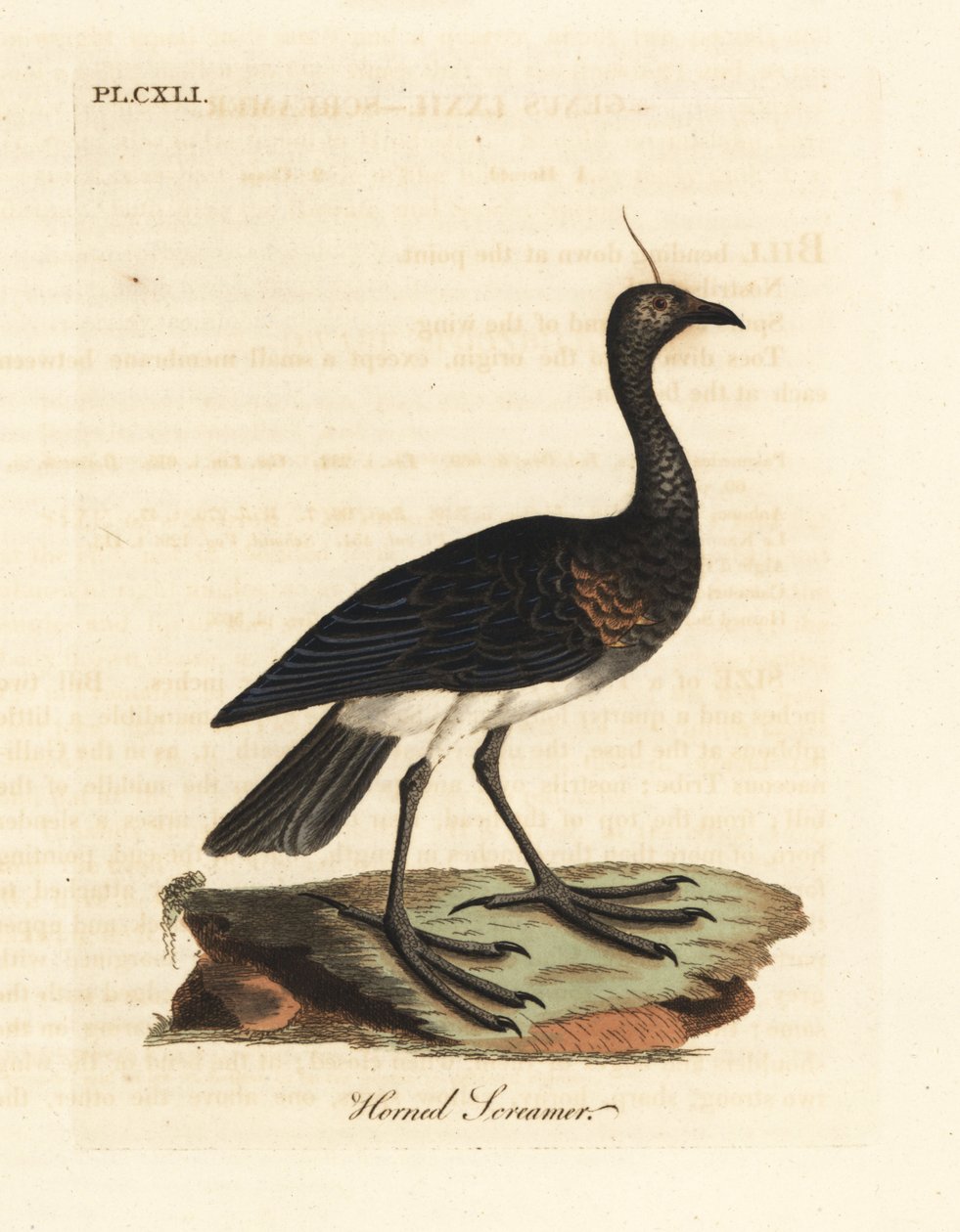 Horned Screamer, Anhima cornuta (Palamedea cornuta). Handcoloured copperplate drawn and engraved by John Latham from his own A General History of Birds, Winchester by John Latham