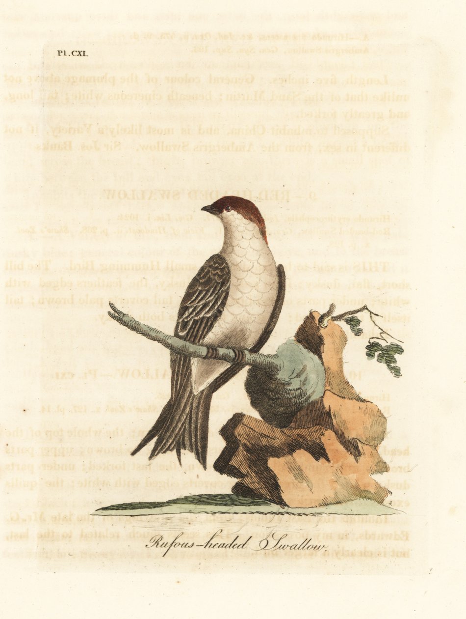Indian Cliff Swallow, Petrochelidon fluvicola. (Rufos-headed Swallow, Hirundo indica.) Handcoloured Copperplate Drawn and Engraved by John Latham from His Own A General History of Birds, Winchester by John Latham