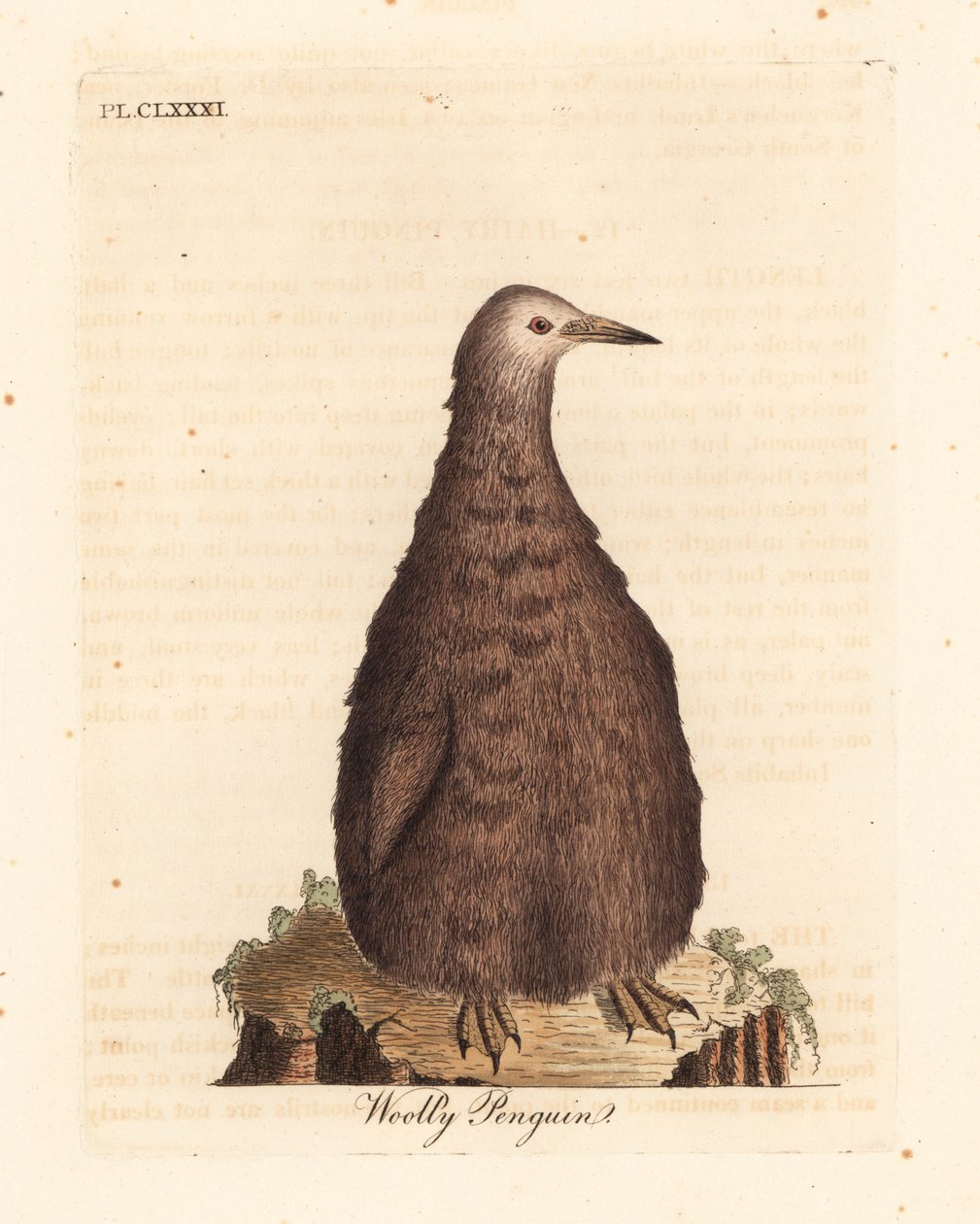 King Penguin, Aptenodytes Patagonicus, Juvenile (Woolly Penguin) by John Latham