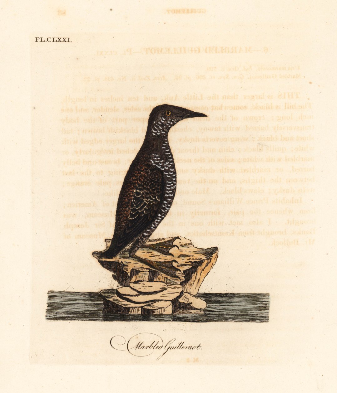 Marbled murrelet, Brachyramphus marmoratus. Endangered. Handcoloured copperplate drawn and engraved by John Latham from his own A General History of Birds, Winchester by John Latham