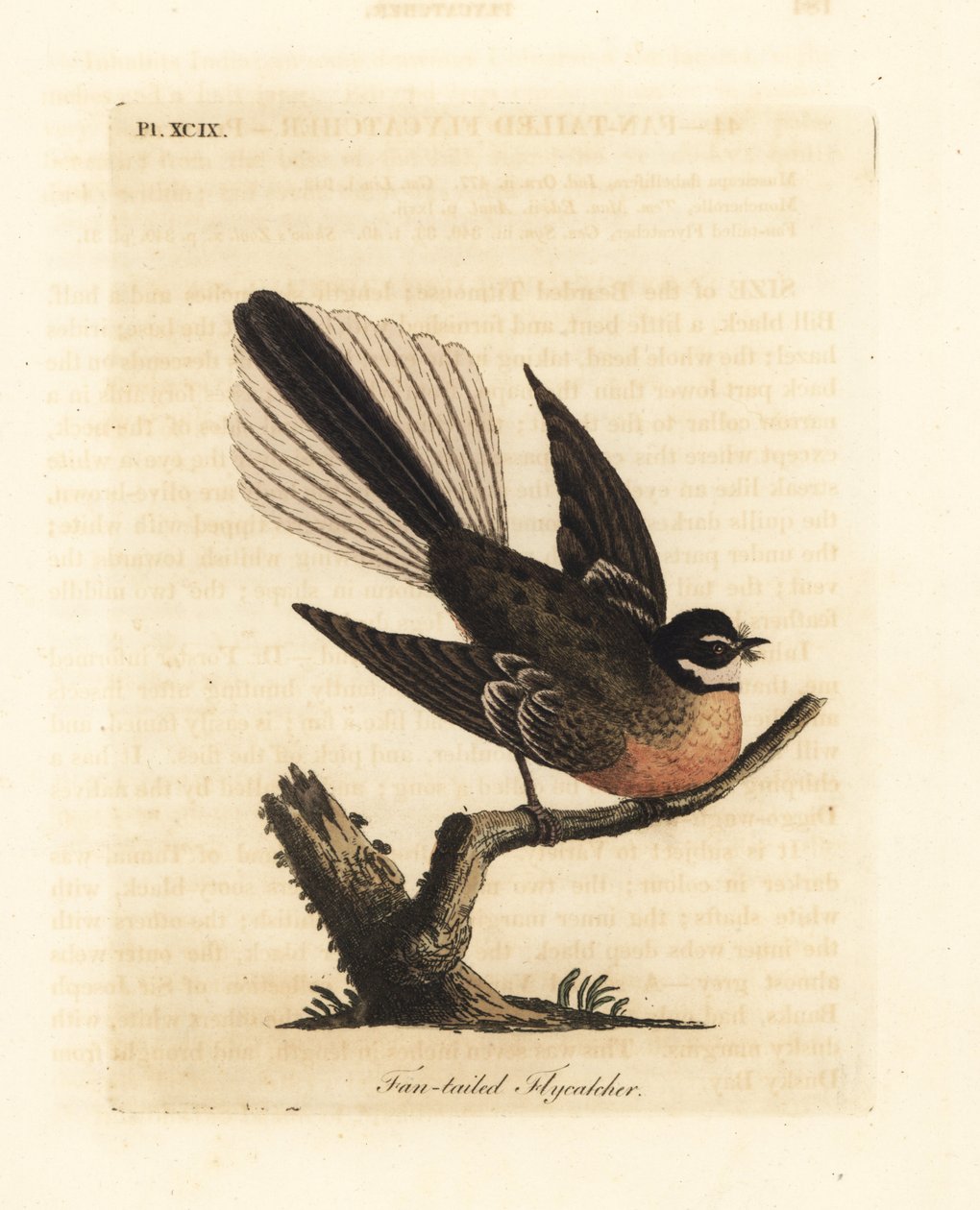 New Zealand Fantail, Rhipidura fuliginosa (Fan-tailed Flycatcher). Handcoloured copperplate drawn and engraved by John Latham from his own A General History of Birds, Winchester by John Latham
