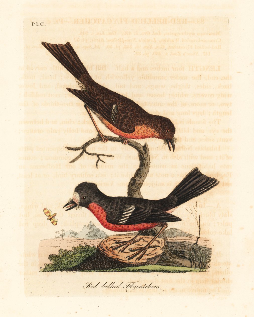 Norfolk Pacific Robin. Handcoloured Copperplate by John Latham from A ...