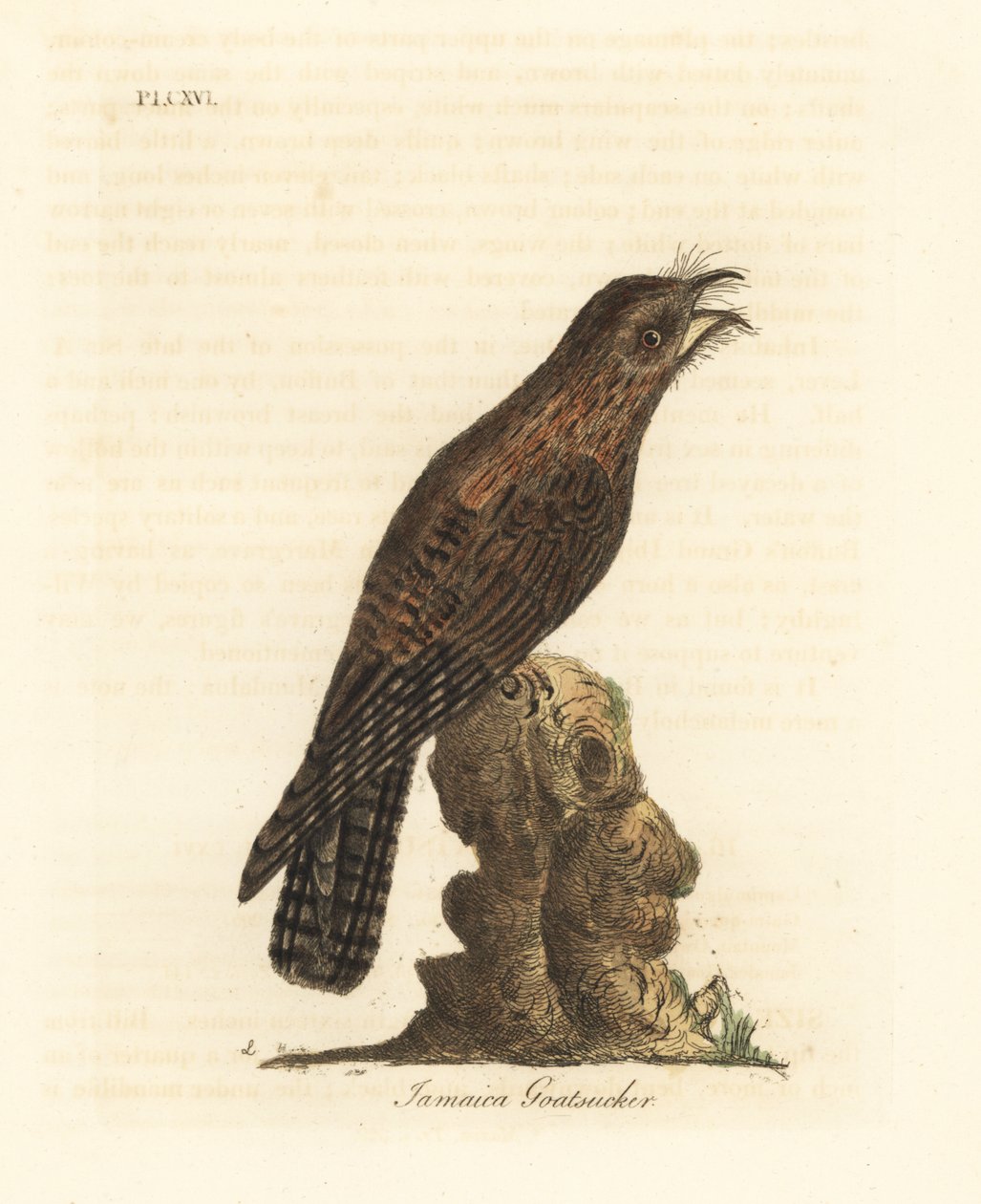 Northern Potoo, Nyctibius jamaicensis. Handcoloured Copperplate Drawn and Engraved by John Latham from His Own A General History of Birds, Winchester by John Latham