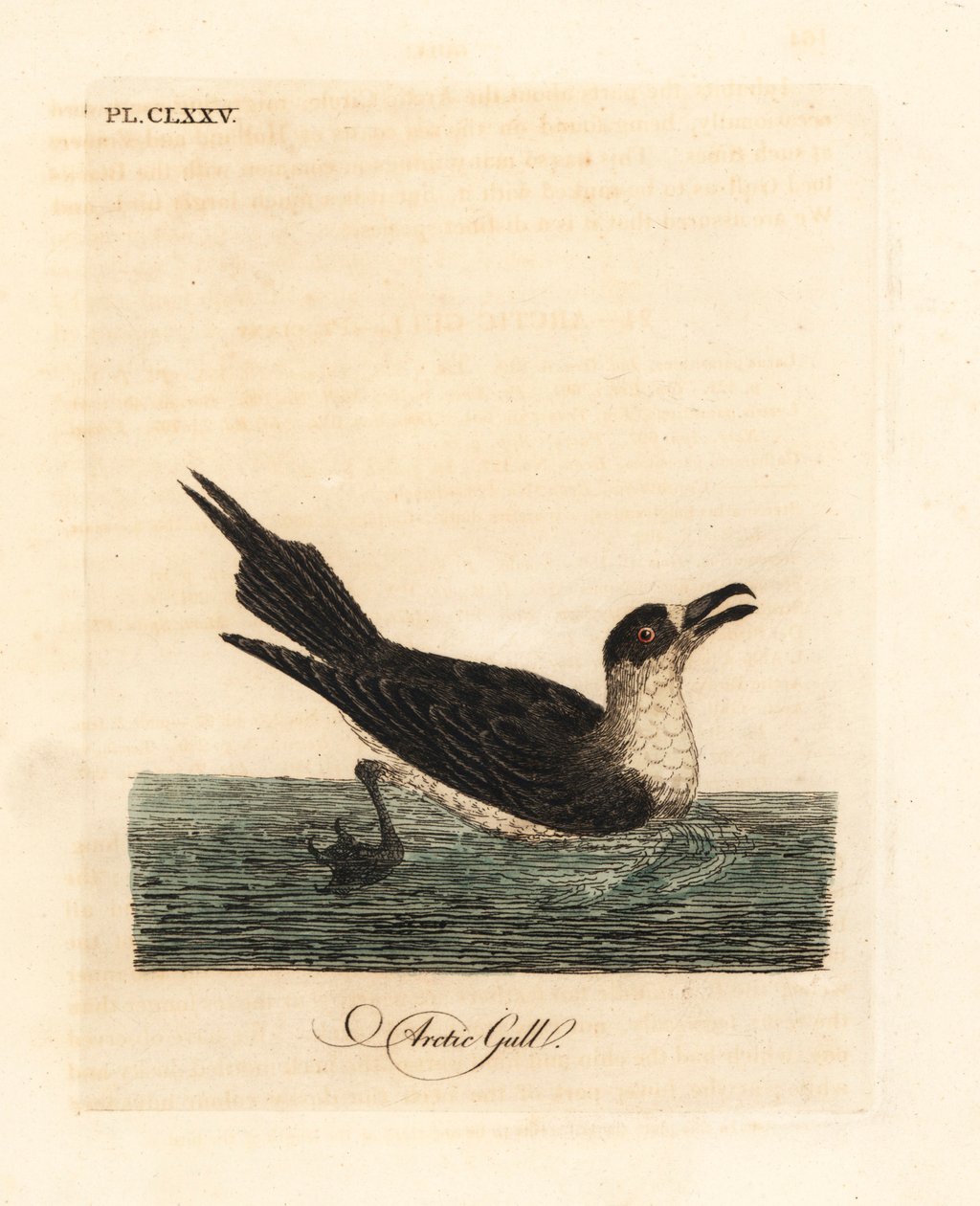 Parasitic Jaeger, Stercorarius parasiticus. Handcoloured Copperplate Drawn and Engraved by John Latham from His Own A General History of Birds, Winchester by John Latham