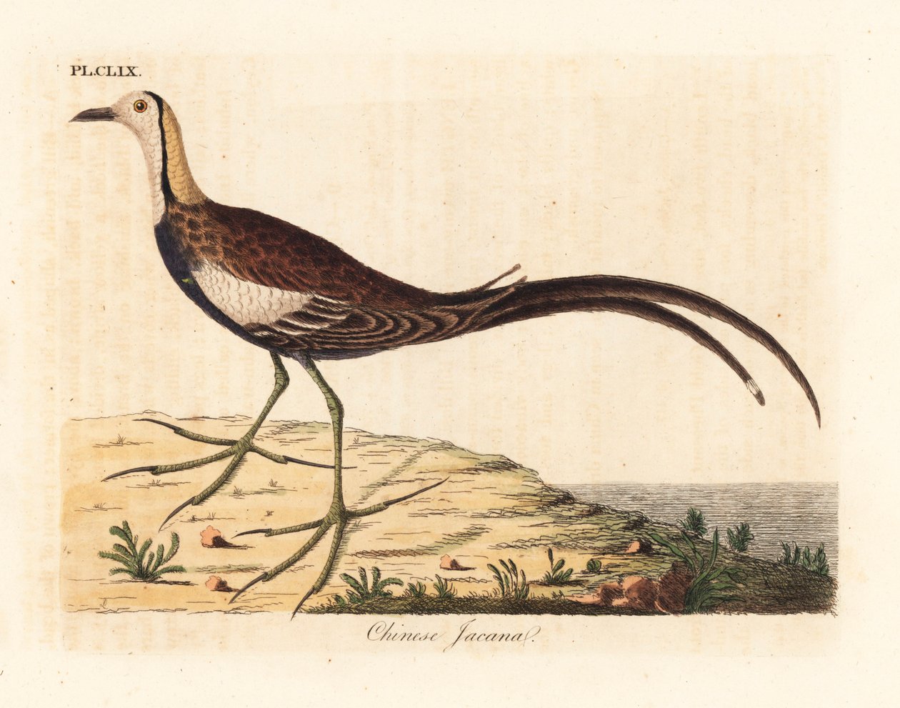 Pheasant-tailed jacana, Hydrophasianus surgus (Chinese jacana, Parra sinensis). Handcoloured copperplate drawn and engraved by John Latham from his own A General History of Birds, Winchester by John Latham