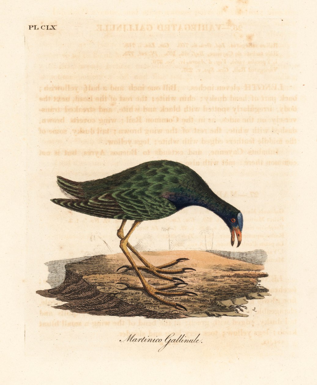 Purple gallinule, Porphyrio martinicus. Handcoloured copperplate drawn and engraved by John Latham from his own A General History of Birds, Winchester by John Latham