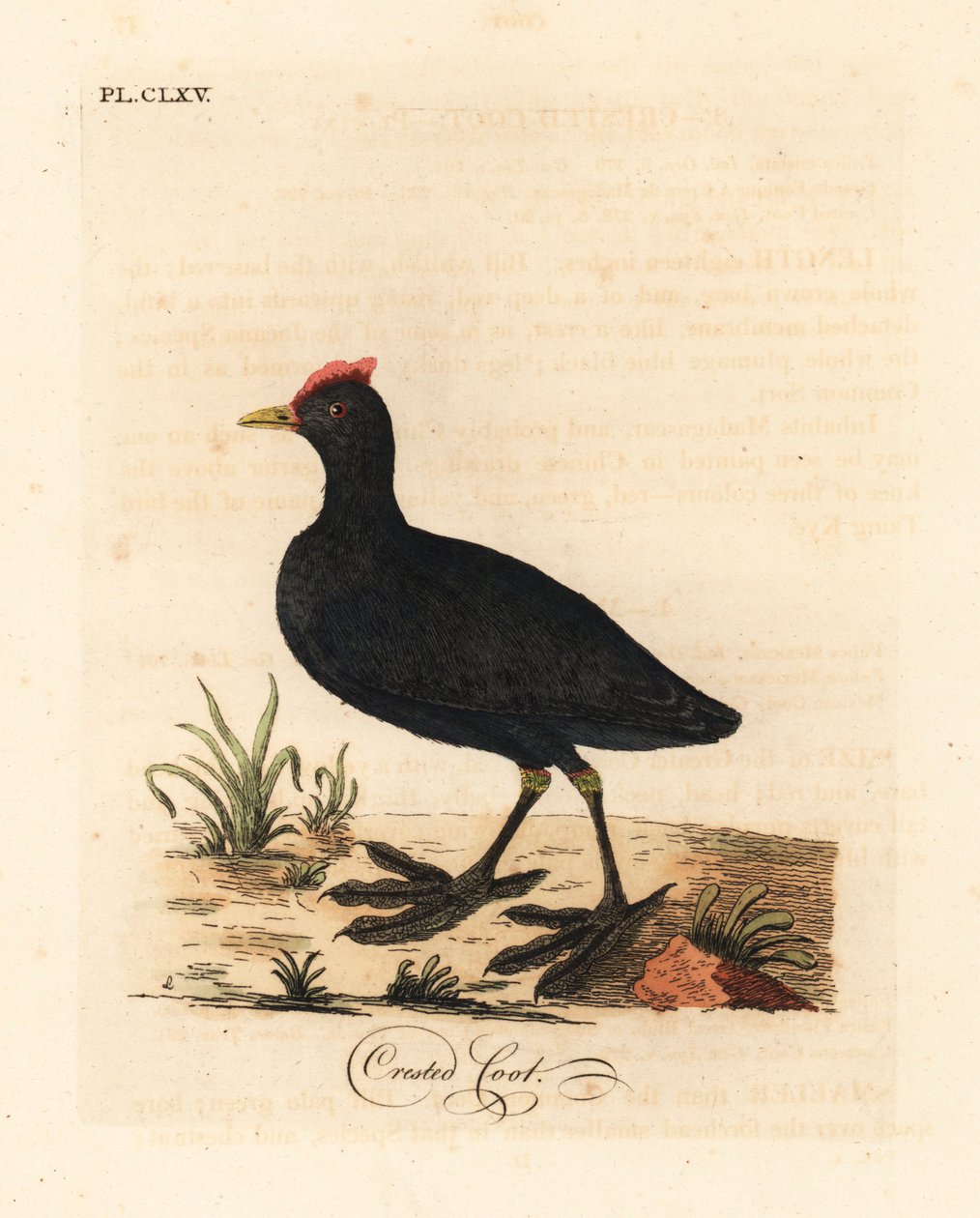 Red-knobbed coot or crested coot, Fulica cristata. Handcoloured copperplate drawn and engraved by John Latham from his own A General History of Birds, Winchester by John Latham