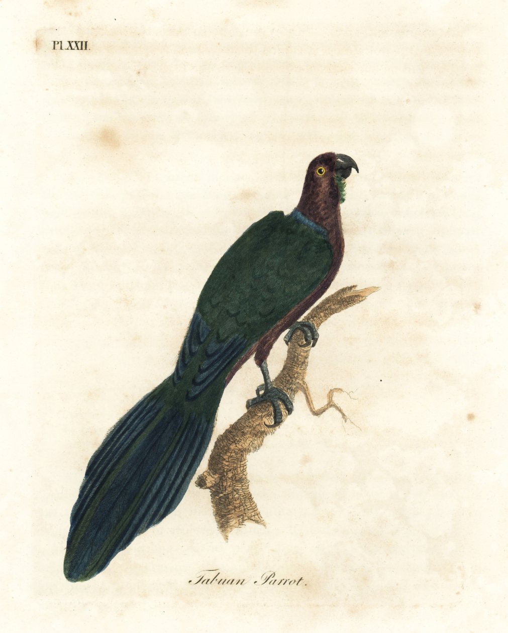 Red Shining-parrot. Handcoloured Copperplate by John Latham from A General History of Birds, Winchester by John Latham