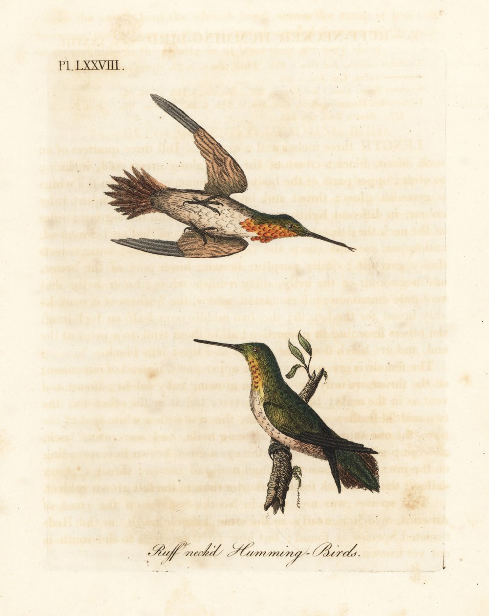 Rufous hummingbird, Selasphorus rufus (Ruff-necked hummingbird, Trochilus collaris). Male and female by John Latham