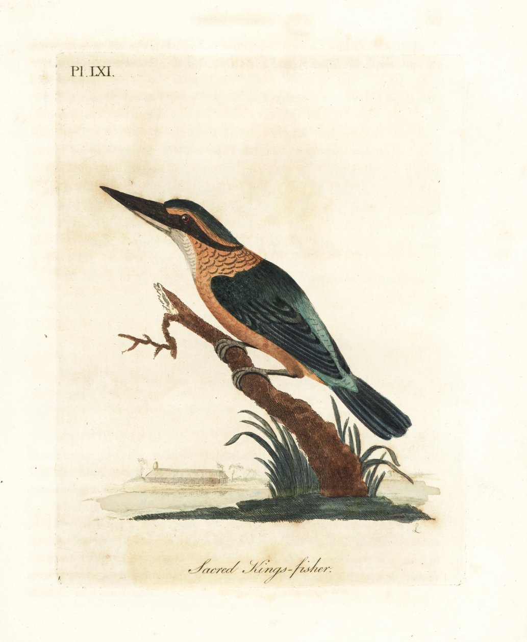 Sacred kingfisher, Todiramphus sanctus (Sacred kings-fisher, Alcedo sacra) by John Latham