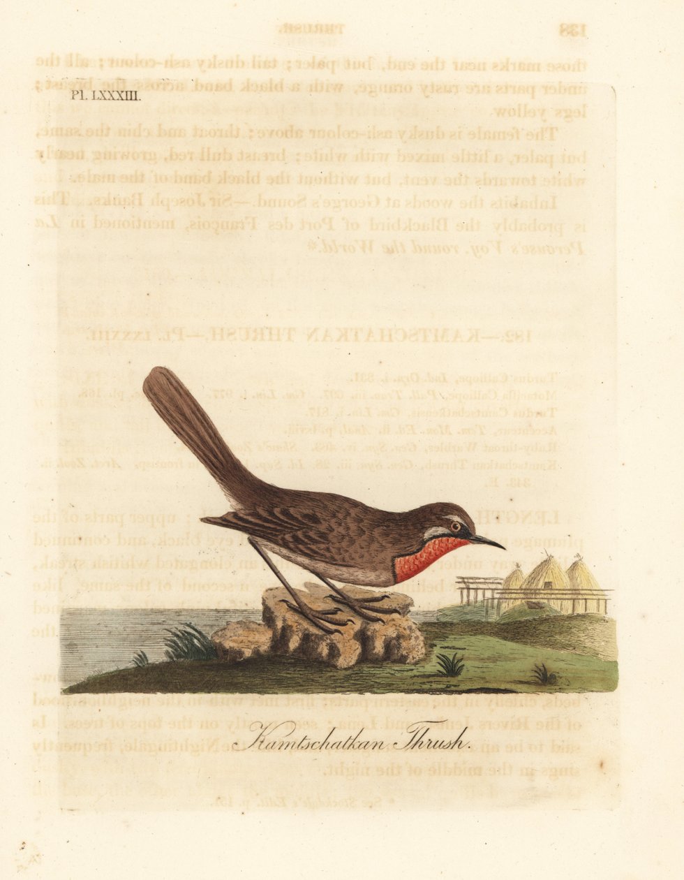 Siberian Rubythroat, Luscinia calliope (Kamschatkan Thrush, Turdus calliope). Handcoloured copperplate drawn and engraved by John Latham from his own A General History of Birds, Winchester by John Latham